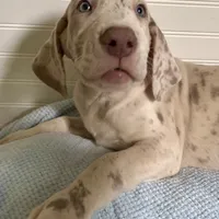 Alexandrite, a male Great Dane for sale in Pocahontas, VA – Photo 5 of 10