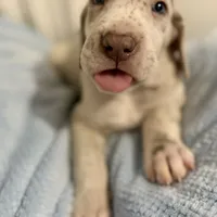 Alexandrite, a male Great Dane for sale in Pocahontas, VA – Photo 6 of 10