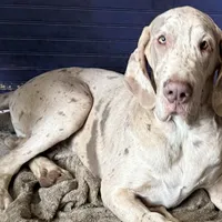 Alexandrite, a male Great Dane for sale in Pocahontas, VA – Photo 2 of 10