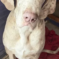 Alexandrite, a male Great Dane for sale in Pocahontas, VA – Photo 1 of 10