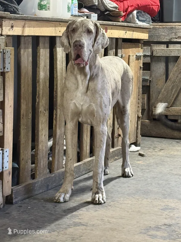 Alexandrite – Great Dane puppy for sale in Pocahontas, VA