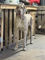 Alexandrite, a male Great Dane for sale in Pocahontas, VA – 1 of 10