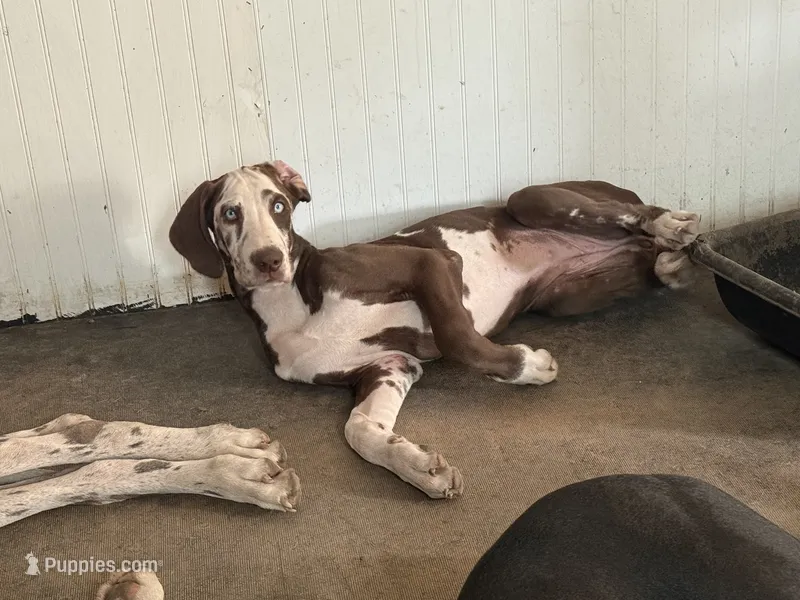 Nymeria – Great Dane puppy for sale in Pocahontas, VA