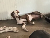 Nymeria, a female Great Dane for sale in Pocahontas, VA – 1 of 7