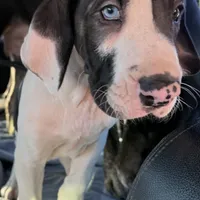 Rafiki, a male Great Dane for sale in Pocahontas, VA – Photo 6 of 8