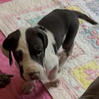 Rafiki, a male Great Dane for sale in Pocahontas, VA – Photo 7 of 8