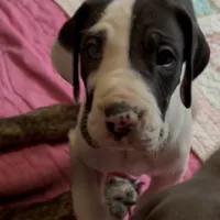 Rafiki, a male Great Dane for sale in Pocahontas, VA – Photo 2 of 8