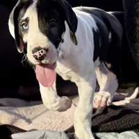 Rafiki, a male Great Dane for sale in Pocahontas, VA – Photo 3 of 8