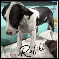 Rafiki, a male Great Dane for sale in Pocahontas, VA – Photo 4 of 8