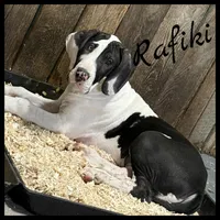 Rafiki, a male Great Dane for sale in Pocahontas, VA – Photo 1 of 8