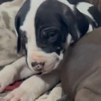 Rafiki, a male Great Dane for sale in Pocahontas, VA – Photo 5 of 8