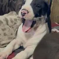 Rafiki, a male Great Dane for sale in Pocahontas, VA – Photo 8 of 8