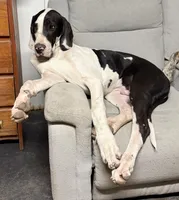 Rafiki, a male Great Dane for sale in Pocahontas, VA – 1 of 10