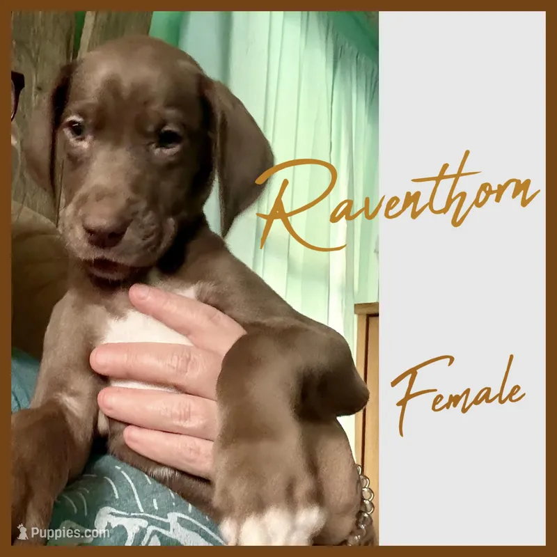 Raventhorn – Great Dane puppy for sale in Pocahontas, VA