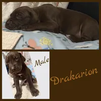 Drakario , a male Great Dane for sale in Pocahontas, VA – Photo 2 of 3