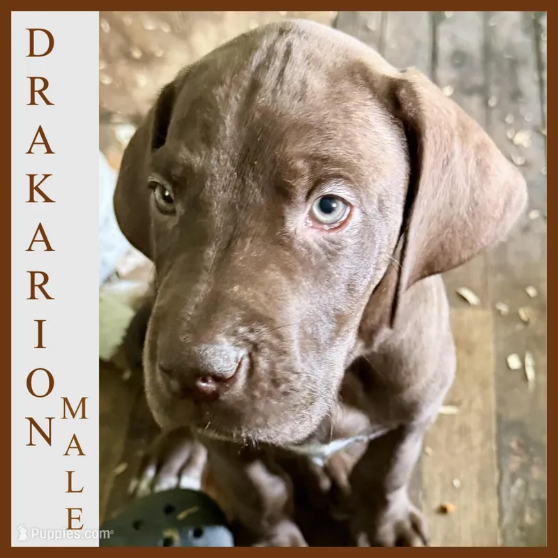 Drakario  – Great Dane puppy for sale in Pocahontas, VA