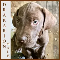Drakario , a male Great Dane for sale in Pocahontas, VA – Photo 1 of 3