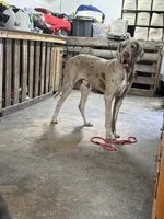 Alexandrite, a male Great Dane for sale in Pocahontas, VA – 2 of 10