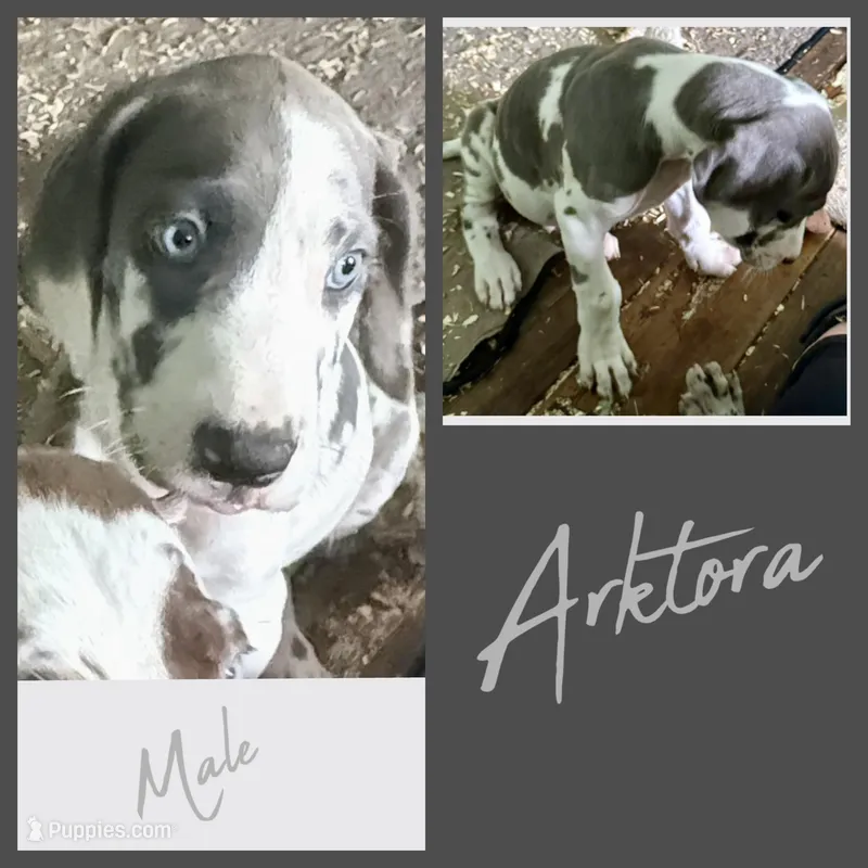 Arktora – Great Dane puppy for sale in Pocahontas, VA