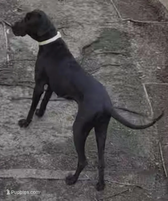 Coffee n Baby, a female Great Dane for sale in Pocahontas, VA – Photo 1 of 3