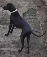 Coffee n Baby, a female Great Dane for sale in Pocahontas, VA – Photo 1 of 3