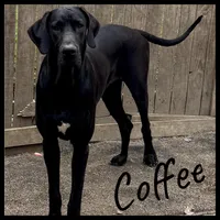 Coffee n Baby, a female Great Dane for sale in Pocahontas, VA – Photo 3 of 3