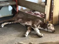Nymeria, a female Great Dane for sale in Pocahontas, VA – 2 of 7