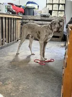 Alexandrite, a male Great Dane for sale in Pocahontas, VA – 3 of 10