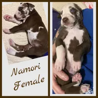 Namori, a female Great Dane for sale in Pocahontas, VA – Photo 2 of 3