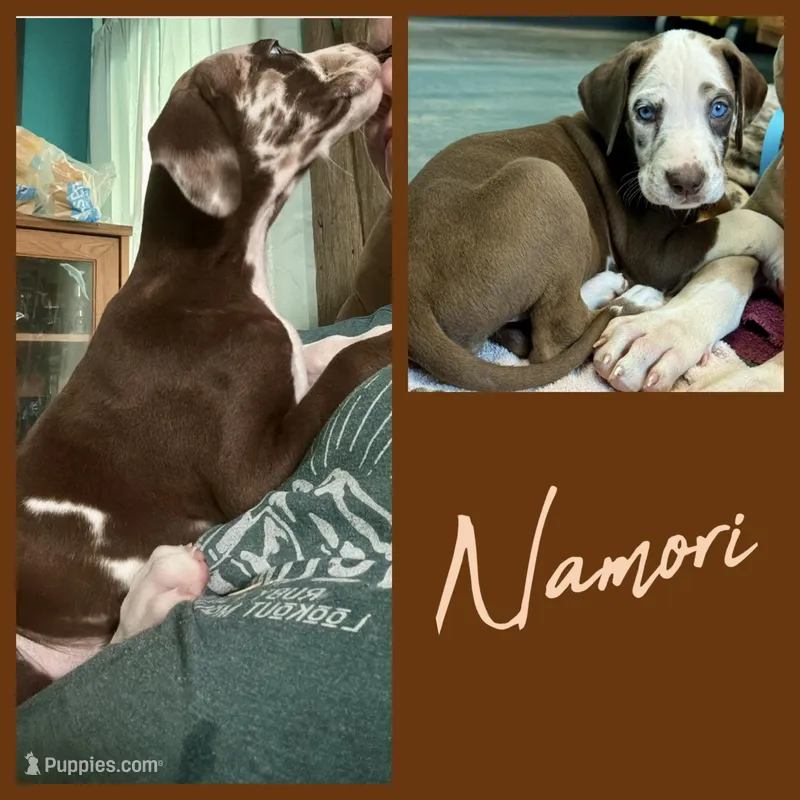 Namori – Great Dane puppy for sale in Pocahontas, VA