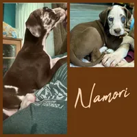 Namori, a female Great Dane for sale in Pocahontas, VA – Photo 1 of 3