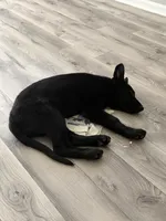 Princess, a female German Shepherd Dog for sale in Winston-Salem, NC – 2 of 7