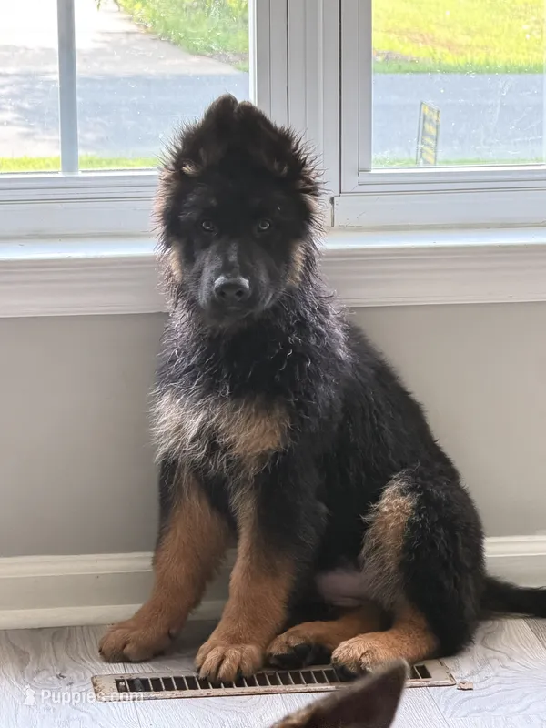 Lily – German Shepherd Dog puppy for sale in Winston-Salem, NC
