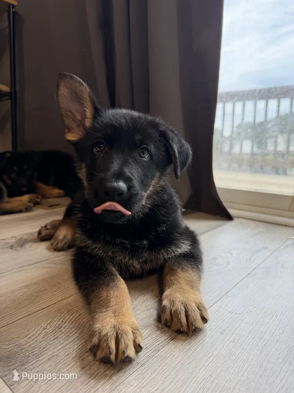 Ottis – German Shepherd Dog puppy for sale in Winston-Salem, NC