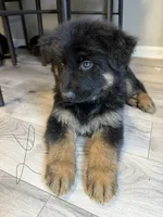 Lily, a female German Shepherd Dog for sale in Winston-Salem, NC – 3 of 4