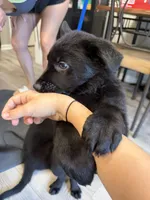 Princess, a female German Shepherd Dog for sale in Winston-Salem, NC – 1 of 5