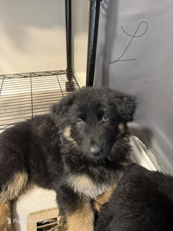 Lily – German Shepherd Dog puppy for sale in Winston-Salem, NC