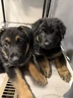 Rebel, a male German Shepherd Dog for sale in Winston-Salem, NC – 2 of 3