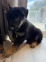 Ottis, a male German Shepherd Dog for sale in Winston-Salem, NC – 2 of 3