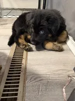 Walker Texas Ranger, a male German Shepherd Dog for sale in Winston-Salem, NC – 2 of 3