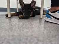 Felicia, a female German Shepherd Dog for sale in Winston-Salem, NC – Photo 2 of 9