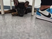 Felicia, a female German Shepherd Dog for sale in Winston-Salem, NC – Photo 4 of 9