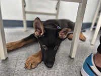 Felicia, a female German Shepherd Dog for sale in Winston-Salem, NC – Photo 1 of 9