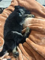 Felicia, a female German Shepherd Dog for sale in Winston-Salem, NC – Photo 5 of 9