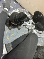 Felicia, a female German Shepherd Dog for sale in Winston-Salem, NC – Photo 9 of 9