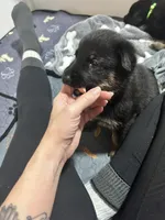 Felicia, a female German Shepherd Dog for sale in Winston-Salem, NC – Photo 8 of 9