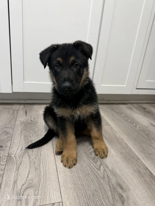 Rebel – German Shepherd Dog puppy for sale in Winston-Salem, NC