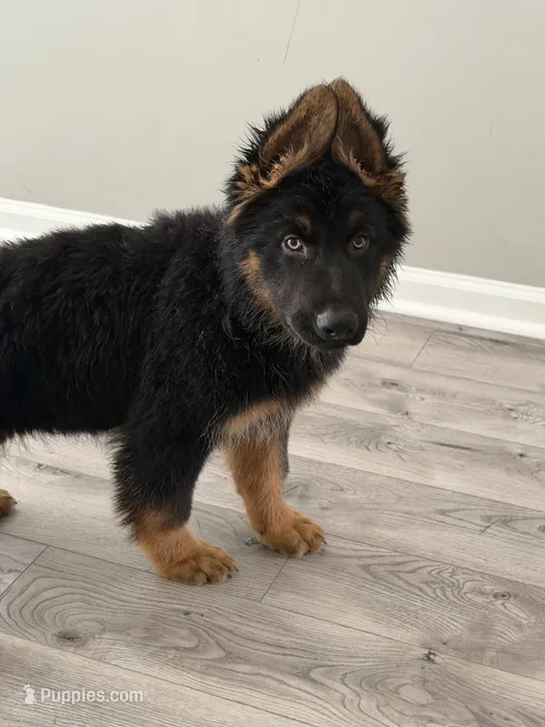 Walker Texas Ranger – German Shepherd Dog puppy for sale in Winston-Salem, NC