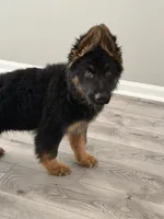 Walker Texas Ranger, a male German Shepherd Dog for sale in Winston-Salem, NC – 1 of 6