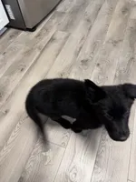 Princess, a female German Shepherd Dog for sale in Winston-Salem, NC – 5 of 5